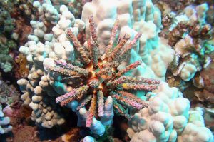 coral bleaching